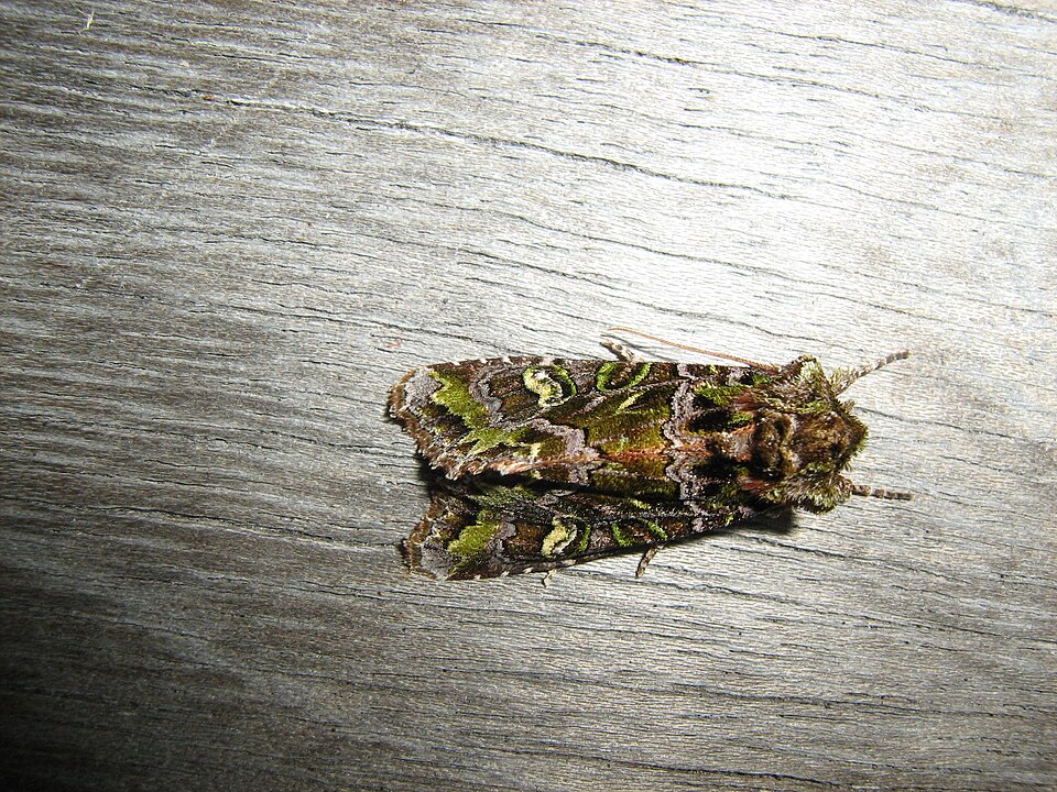 File:Ichneutica chlorodonta.jpg