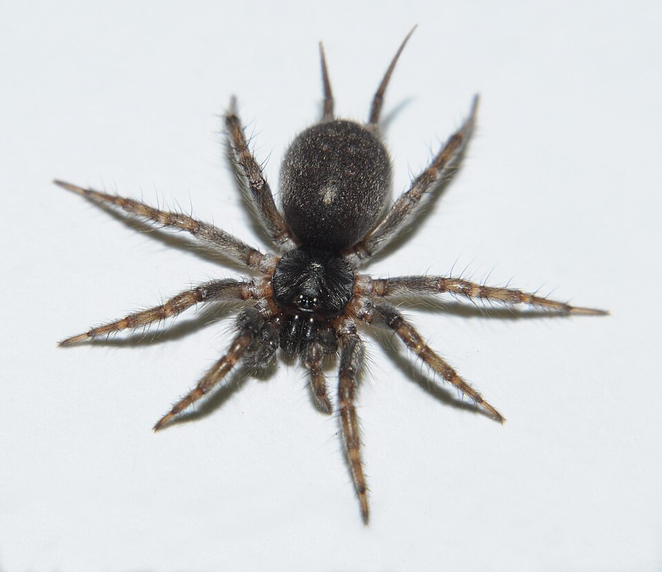 File:Ischnothele caudata cropped.jpg