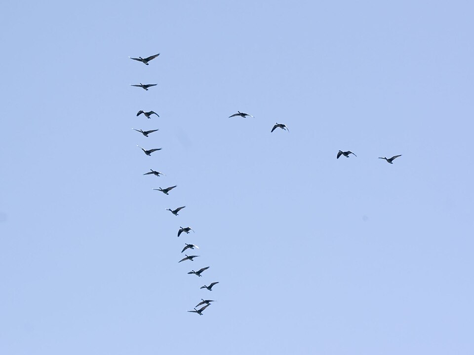 File:KM 6149 flocking geese.jpg
