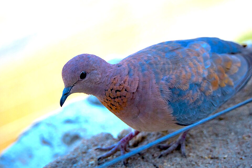 File:Laughing Dove Back 2019-07-25.jpg