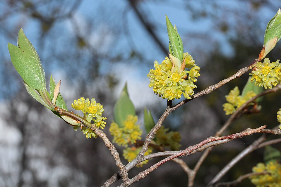 File:Lindera triloba flower.JPG