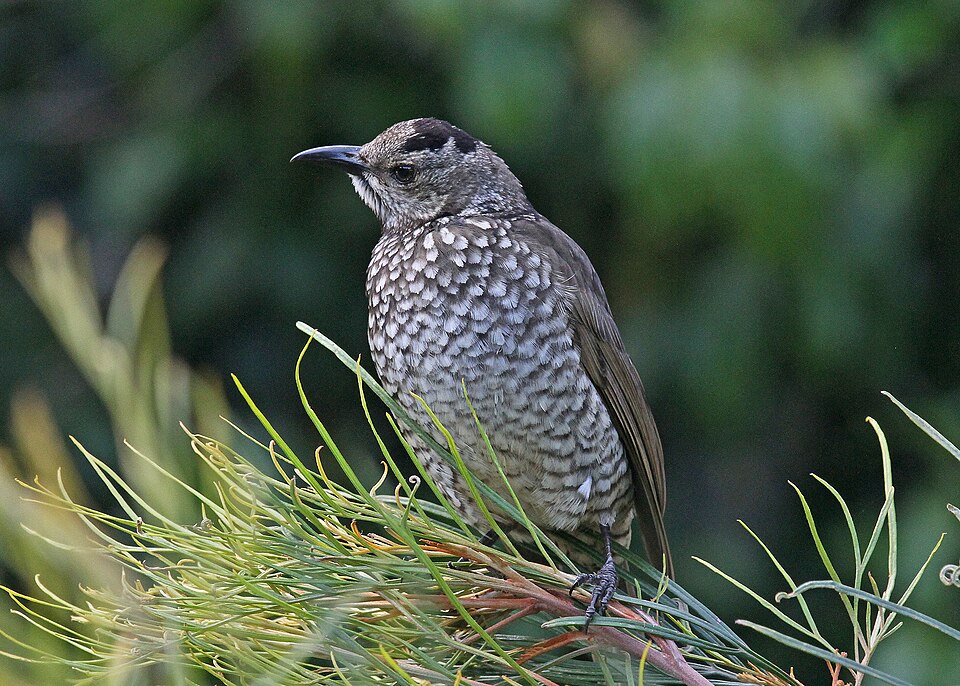 File:Regent Bowerbird (f) JCB.jpg