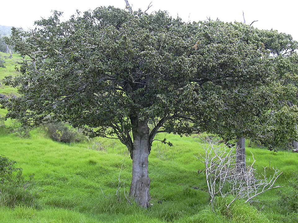 File:Starr 040327-0016 Streblus pendulinus.jpg