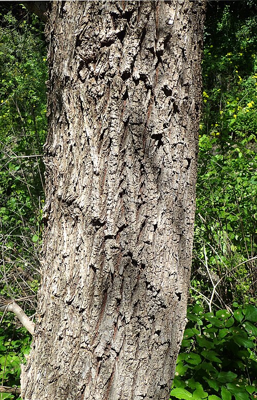 File:Ulmus canescens kz6.jpg