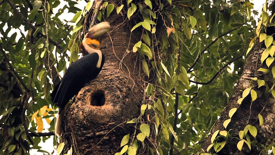 File:Birds in its peaceful nest.jpg