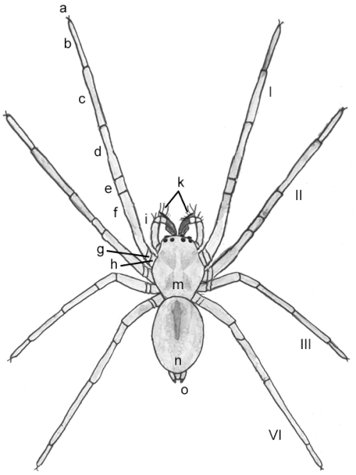 File:Cheiracanthium male schematic.gif