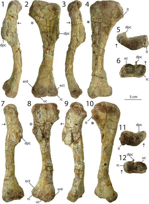 File:Dilophosaurus holotype humeri.png