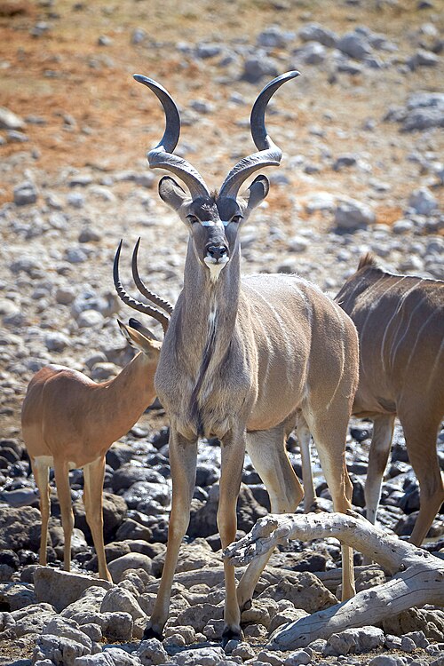File:Greater Kudu Alert 2019-07-28.jpg