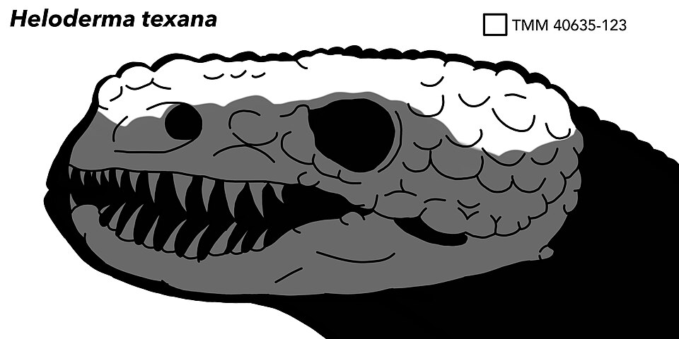 File:Heloderma texana holotype.jpg