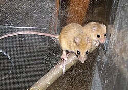 Brown mice