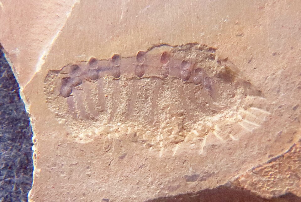 File:Microdictyon Chengjiang.JPG
