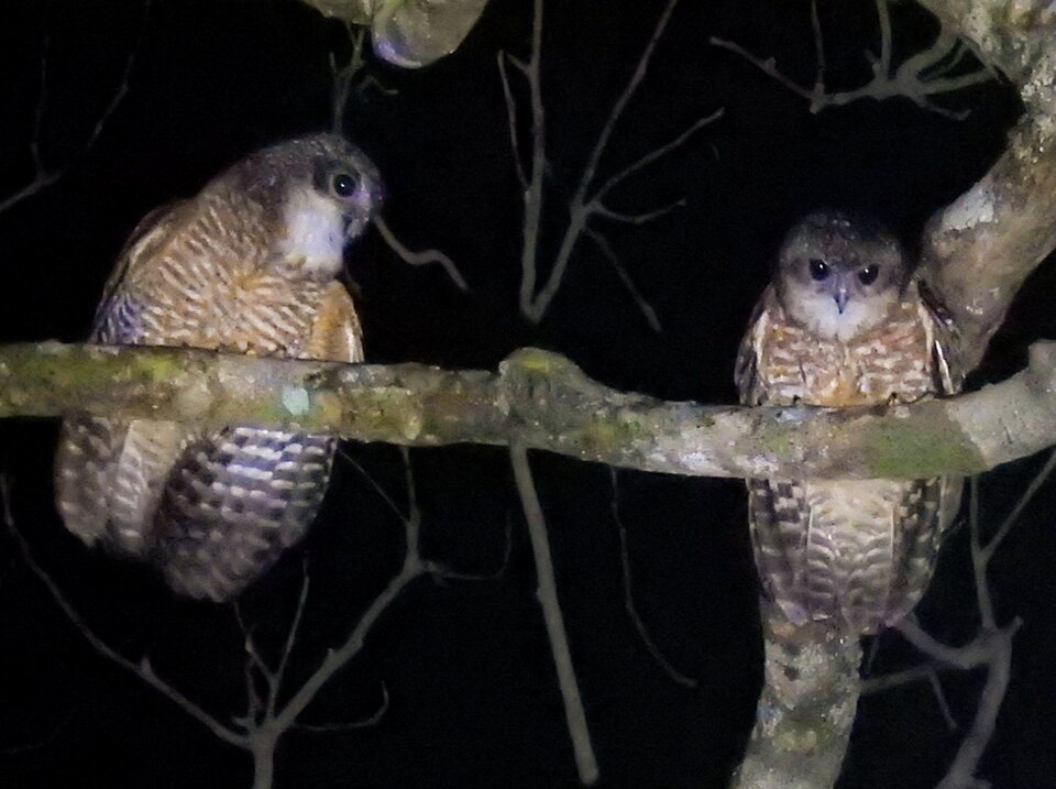 File:Ninox rudolfi 459607546 (cropped).jpg