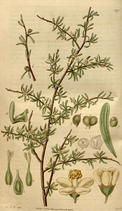 File:Plagianthus divaricatus.jpg