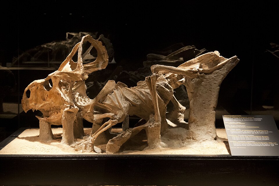 File:Protoceratops specimen MPC-D 100 519.jpg