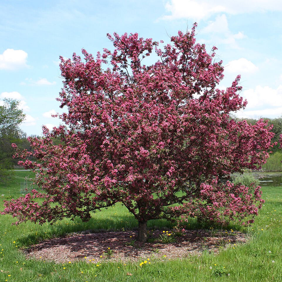 File:Purple prince crabapple tree.JPG
