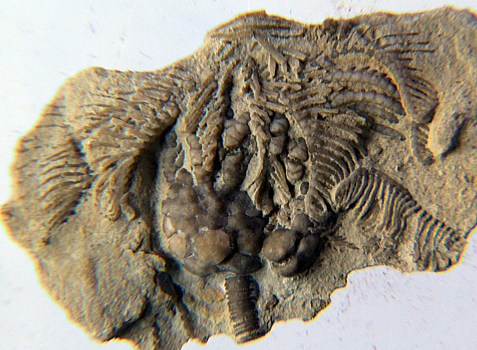 File:Rhodocrinus serpens front.jpg