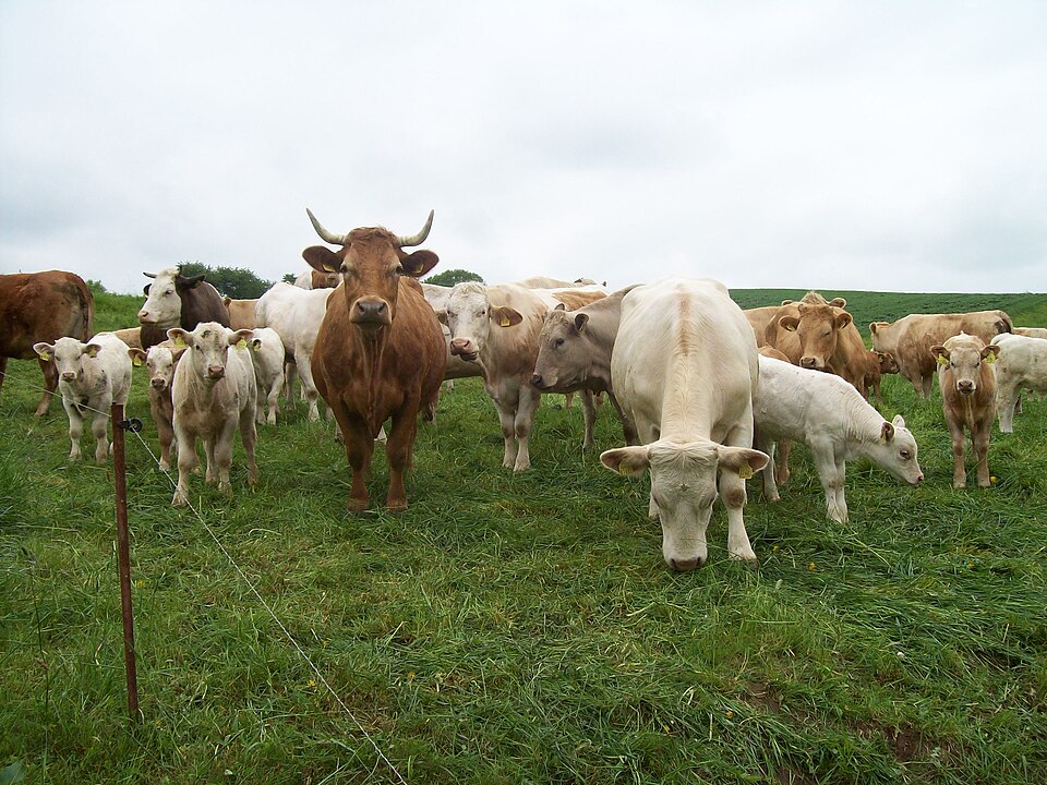 File:Rind.JPG