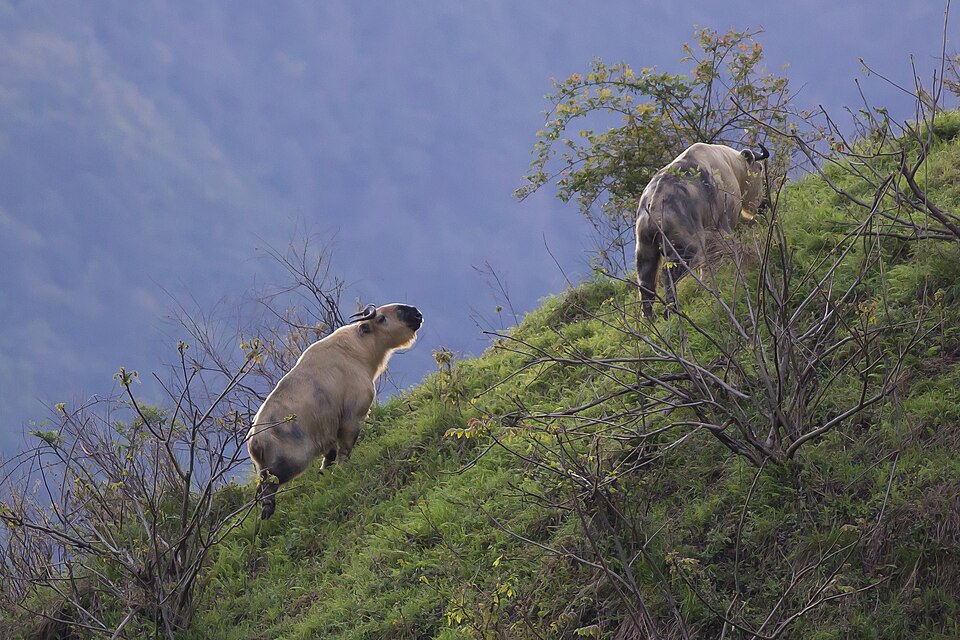 File:Tibetan takins.jpg