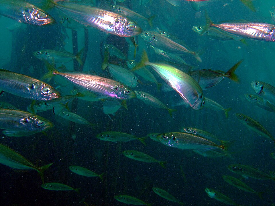 File:Trachurus trachurus DSC02845.JPG