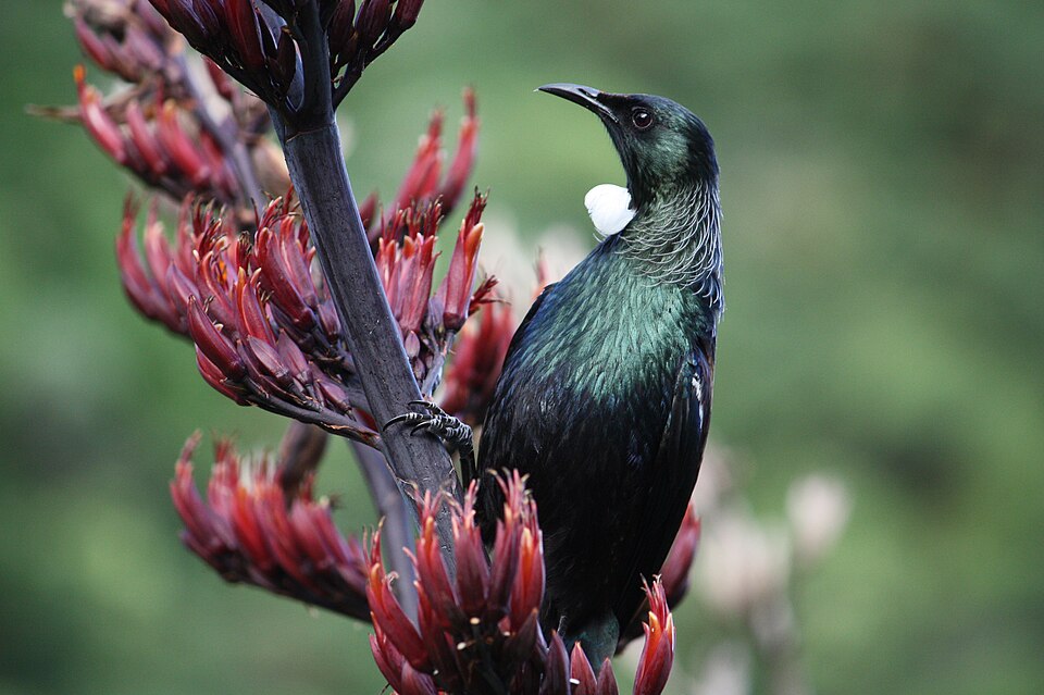 File:Tui on Phormium Tenax.jpg
