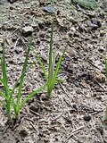 Crocus goulimyibud
