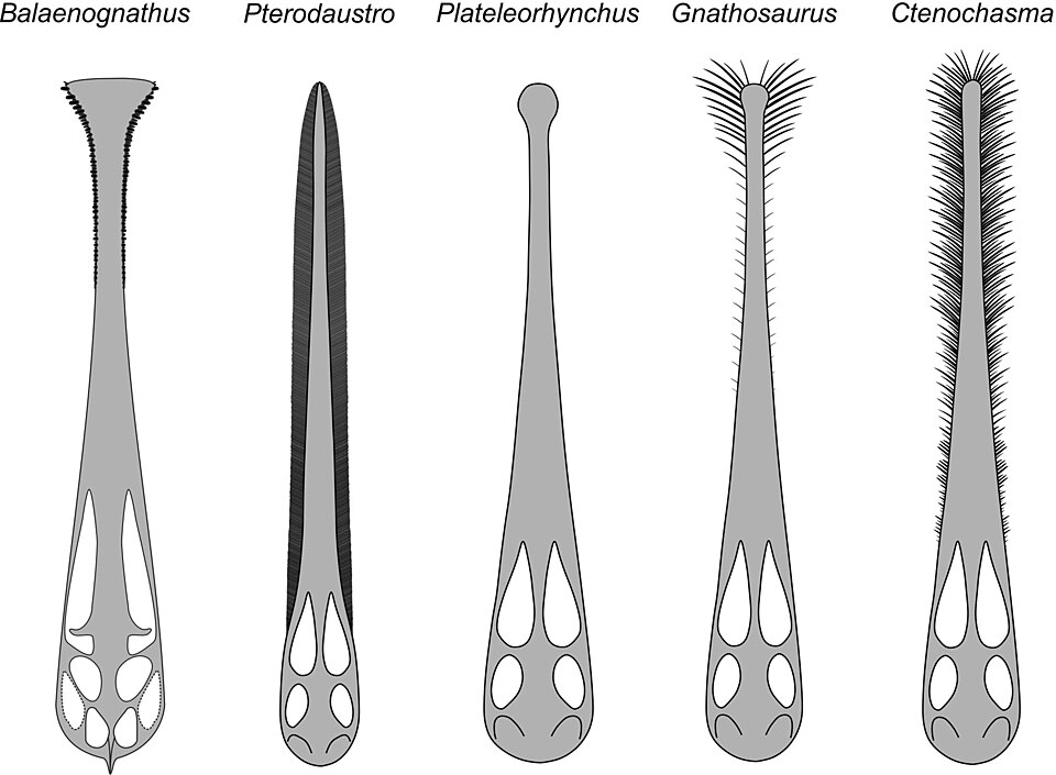 File:Ctenochasmatoid skulls.jpg