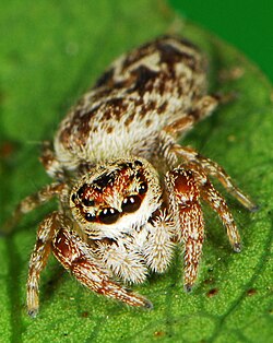 D. silvestris
