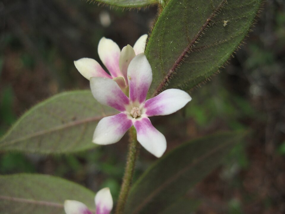 File:Elytropus chilensis (pabloendemico) 1.jpg