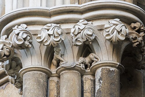 Bunched stiff-leaf, Lincoln Cathedral