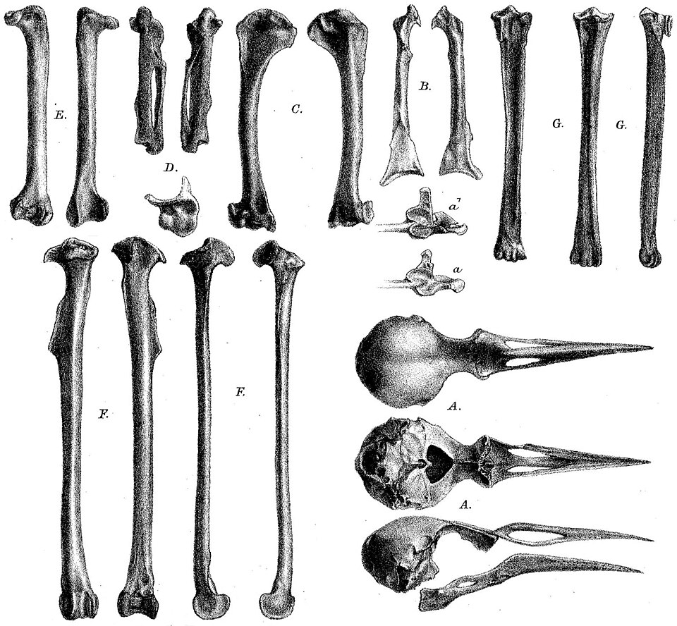 File:Necropsar rodericanus.jpg