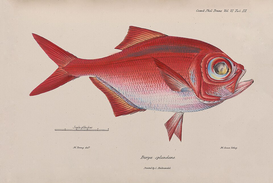 File:On-the-fishes-of-madeira.jpg