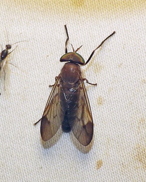 File:Stypommisa apicalis.jpg