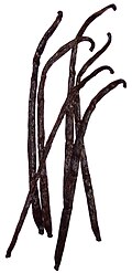 Vanilla "beans" used as a spice