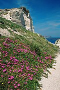 Weathered soil of pumice near "Balos Harbour", flourishing Lampranthus