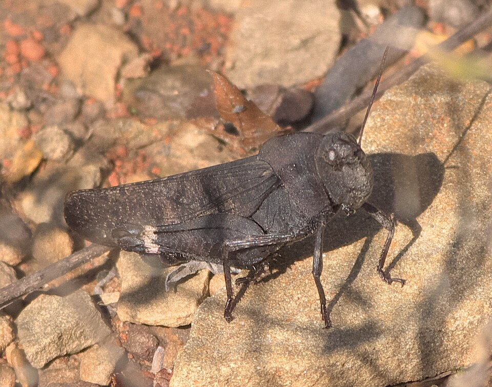 File:Arphia xanthoptera P1130859a.jpg