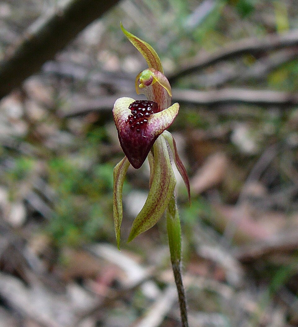 File:Caladenia tessellata.jpg