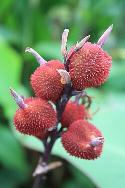 Fruit