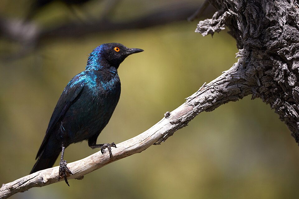 File:Cape Starling Right 2019-07-26.jpg