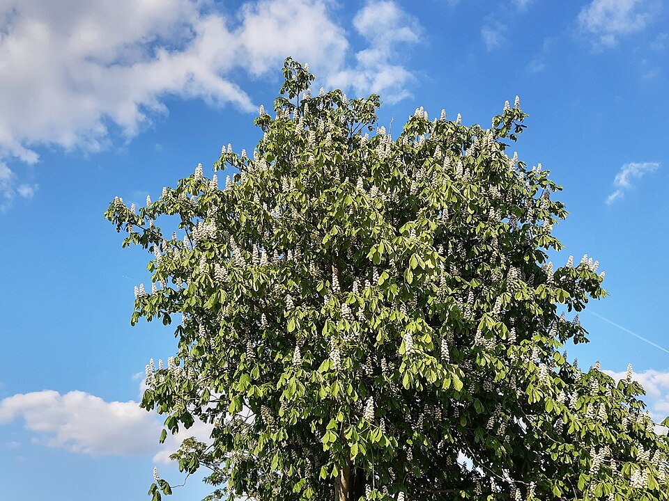 File:Chestnut, Geisenheim.jpg