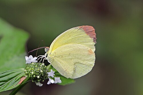 Dina yellow Pyrisitia dina westwoodi Panama