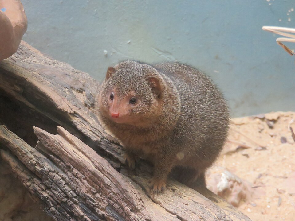 File:Dwarf Mongoose.jpg
