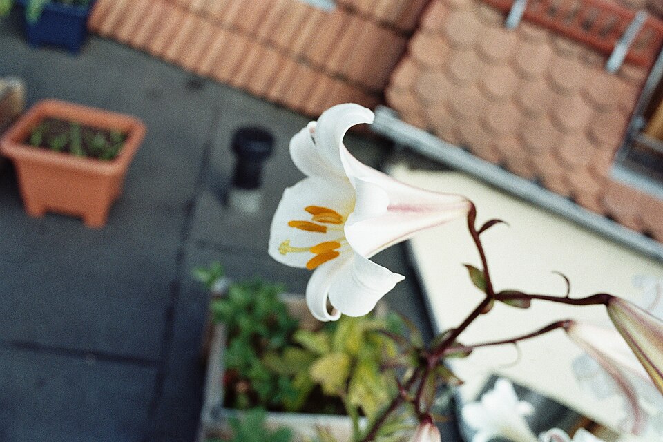 File:Lilium leucanthum (04).jpg