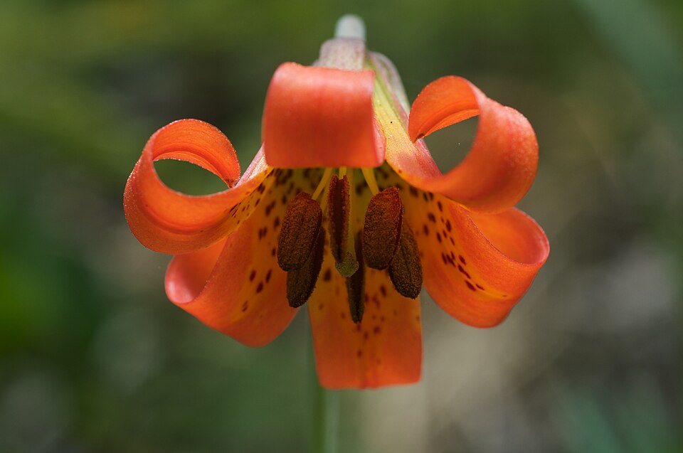 File:Lilium maritimum 2.jpg