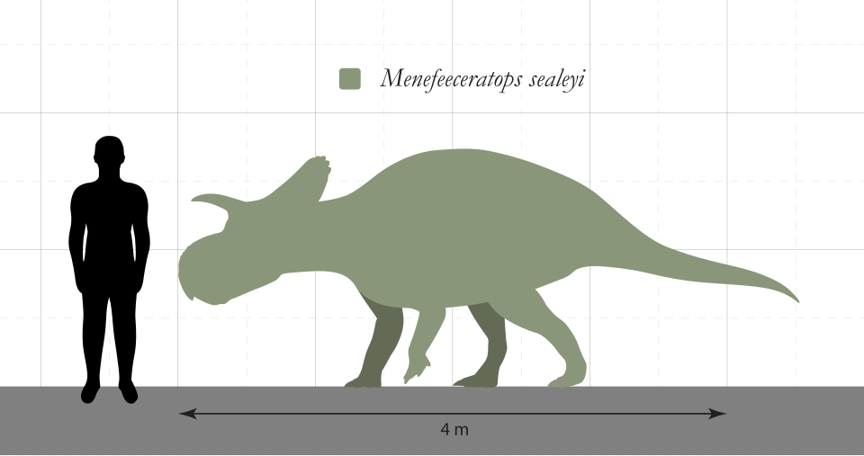 File:Menefeeceratops Size Comparison.svg
