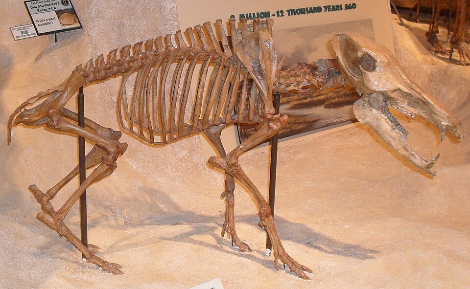 File:Mylohyus nasutus.jpg