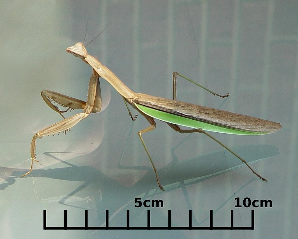 File:NG-PrayingMantis.jpg