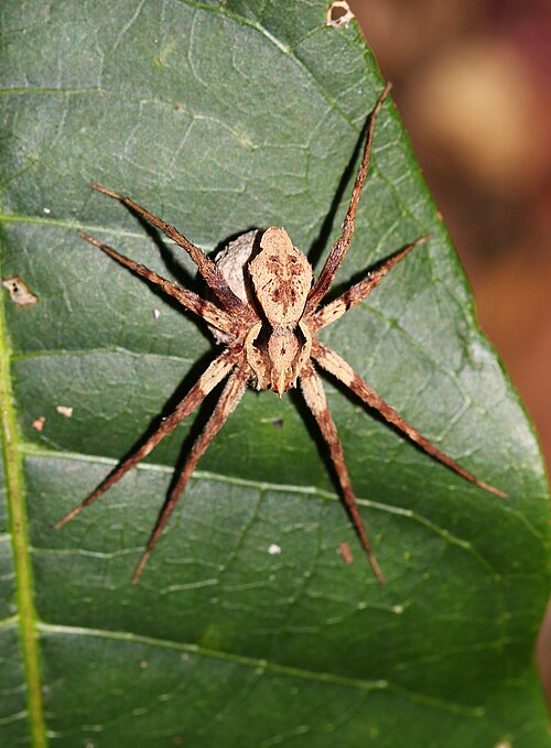 File:Ornodolomedes mickfanningi 349222695.jpg