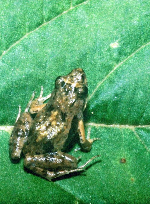File:Phrynobatrachus parvulus04.jpg