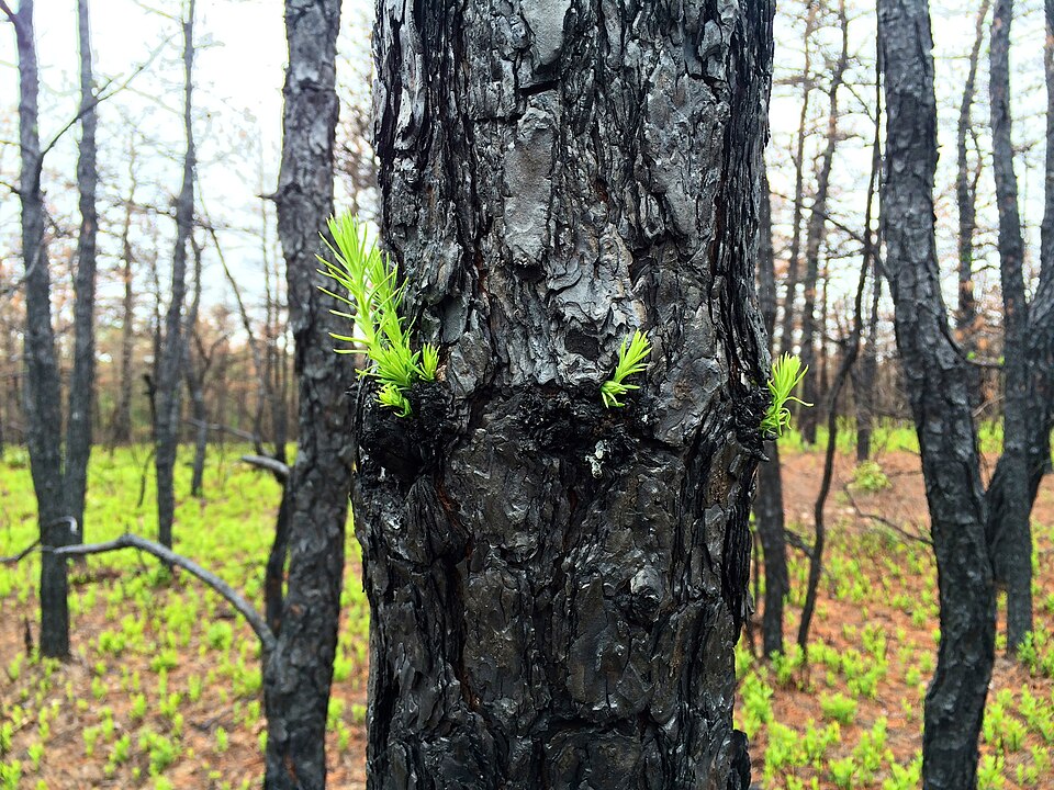 File:Pitch Pine Epicormic Sprouting.jpg