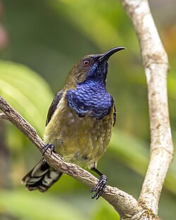 Príncipe sunbird Anabathmis hartlaubii ♂ São Tomé and Príncipe
